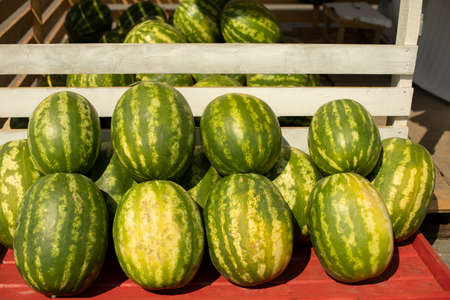 Watermelons on the counter. Delicious berries. Street trade in natural products. Market in the city.の写真素材