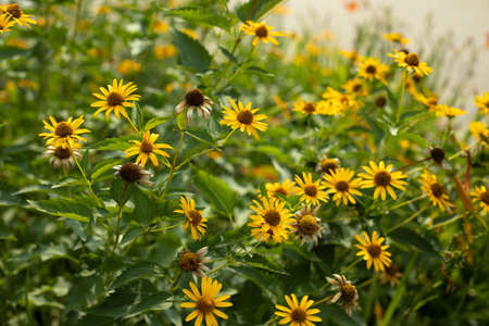 Yellow flowers in the garden. Plants on the street. Natural background of yellow inflorescences.の写真素材