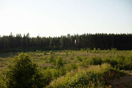 Forest landscape. View of the natural area. Field in front of the forest. The evening sun shines on the shrubs in the field.の写真素材