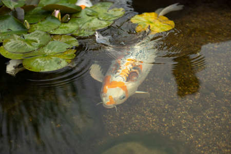 Fish in the creek. Decorative fish in an artificial pond. Sturgeon in water. The fish swims in clear water.の写真素材
