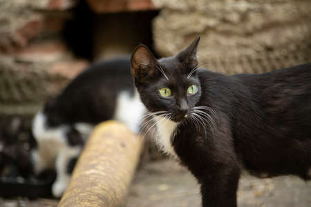 Homeless cat on the street. Black and white cat in the yard. An animal without owners. Cute pet.の写真素材