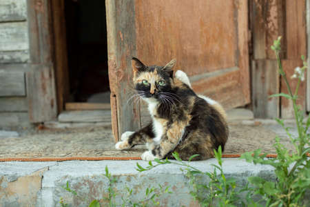 The cat is on the street. Animal in the village. Beautiful cat in summer.の写真素材