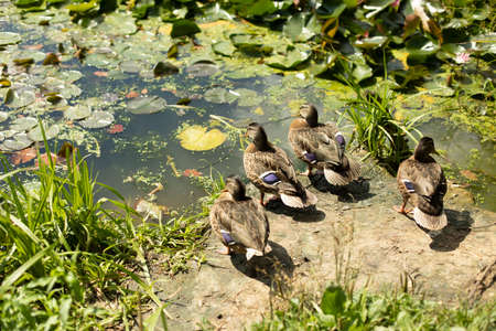 Four ducks on the shore. The ducks came out of the water. Animals bask in the sun. Waterfowl in the city park.の写真素材