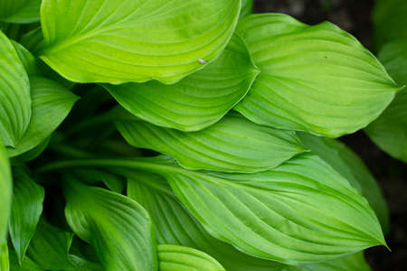 Large green leaves of the plant. Natural background summer plant in the garden. Simple background large juicy sheets.の写真素材