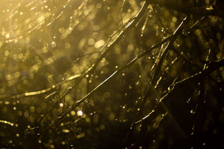 Water drops on a birch in the dark. Rain in the light of a fanlight. Autumn weather. Background with water drops on the branches of a tree.の写真素材