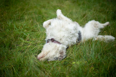 The dog is floubbing in the grass. An animal with white hair on a green lawn. The pet itches to the ground. Beautiful animal in the summer.の写真素材