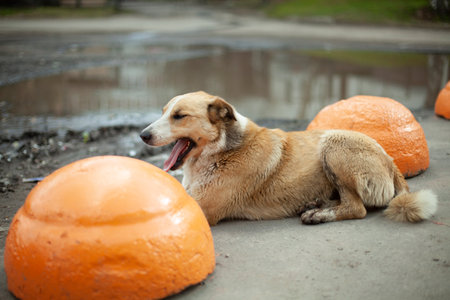 A stray dog yawns on the street. A street dog lies on the asphalt. A stray animal in the summer in the city.の写真素材