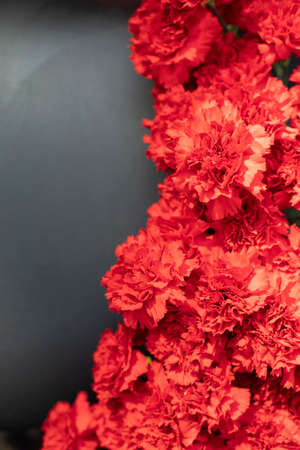 Red carnations on a black background in natural light. The flowers are put together. Beautiful background of natural brightness.の写真素材
