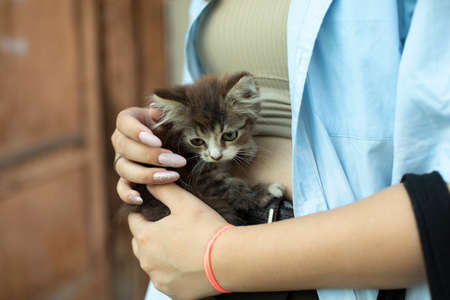 Kitten in the hands of a girl. A small pet bask in the hands. Woman holding a toddler kitten.の写真素材
