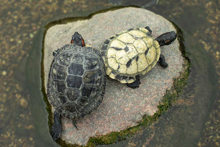 Two turtles on a stone. Turtles in the pond. Animals together.の写真素材