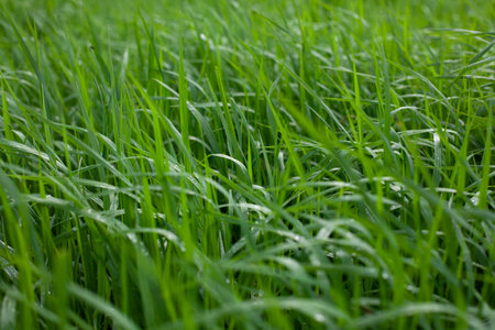 Wet green grass. Wet plant texture. Green natural background.の写真素材
