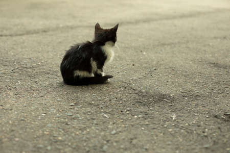 Homeless kitten on the street. Little pet. Black-white kitten with a cheerful mustache. Nice animal.の写真素材