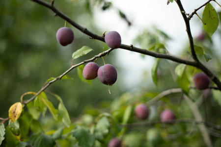 Plum on the branches. Beautiful background fruit in autumn. Ripe plum in the summer. Purple fruit.