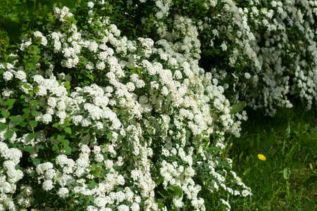 Bushes with white flowers. Flower bushes in the garden. Park plant in the city.の写真素材