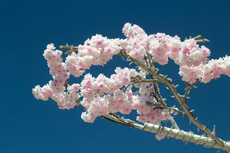 Artificial cherry blossoms. Flowers against the sky. Paper decoration. The background is just a...