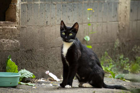 Homeless cat on the street. Black and white cat in the yard. An animal without owners. Cute pet.の写真素材