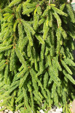 The texture of coniferous wood. Spruce branches. A thorny plant. Spruce in summer in the park.の写真素材