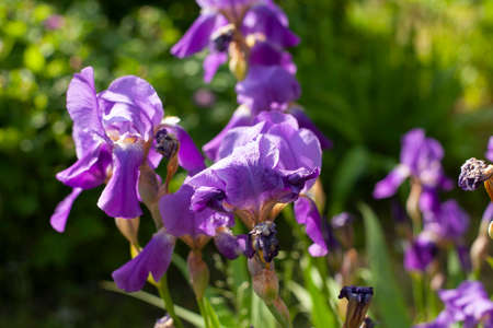 Flowers in the garden. Purple toffee. A beautiful flower in summer.の写真素材