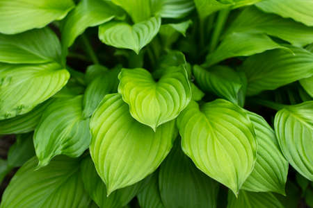 Large green leaves of the plant. Natural background summer plant in the garden. Simple background large juicy sheets.の写真素材