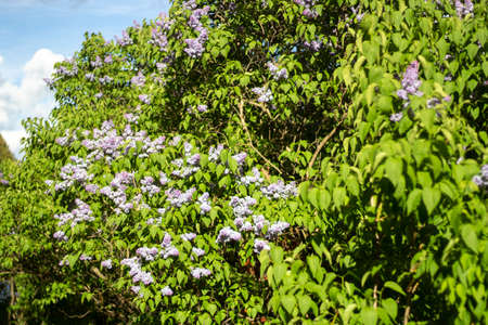 Plant on the street. Details of nature in the city. Park in summer. Simple natural background.の写真素材
