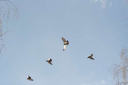 Pigeons in the sky. Four birds fly. View of the city birds flying above.の写真素材