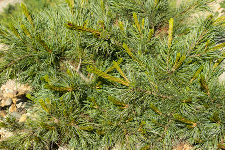 The texture of coniferous wood. Spruce branches. A thorny plant. Spruce in summer in the park.の写真素材