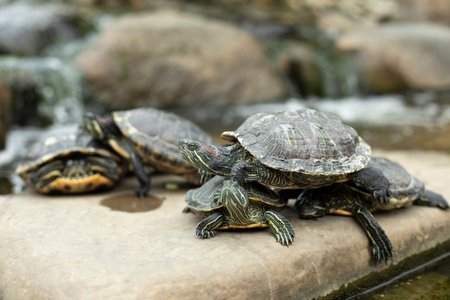 Many water turtles sit on the rock. Animals in the zoo. Cold-blooded reptiles.