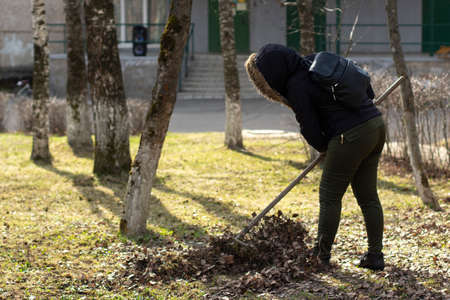 Cleaning of leaves with a rake. Cleaning the area from fallen leaves. Putting order in the yard.の写真素材