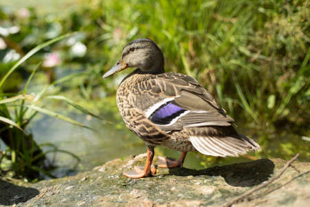 Duck in the summer on the swamp. A duck sits on the shore. The water bird basks in the sun. Hunting game.の写真素材