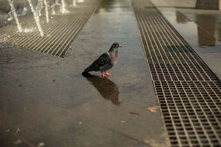 Pigeon in the town square. A city bird stands on the asphalt. A pigeon bird next to the city fountain.の写真素材