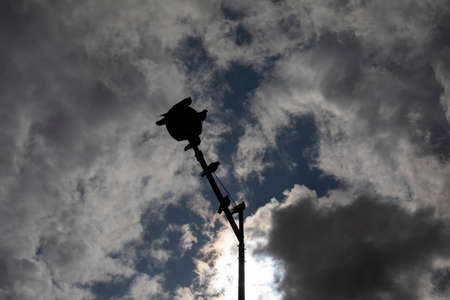Pigeons sit on the city lighter. Birds in the sky. Street lighting during the day.の写真素材