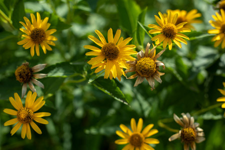Yellow flowers in the garden. Plants on the street. Natural background of yellow inflorescences.の写真素材