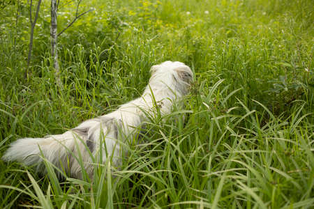 Walk with the dog on the green lawn. Walking a pet. Terrier with long white hair.の写真素材