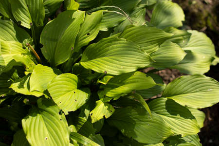 Plant in summer. Natural background garden plant. Leaves and stems of a perennial bush. The beauty of nature.の写真素材