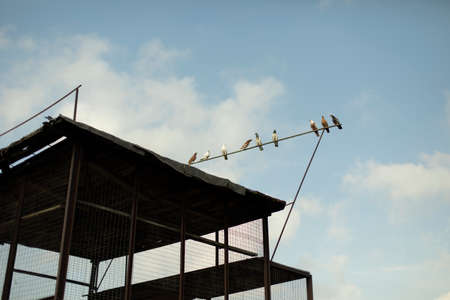 Home for pigeons. Breeding of thoroughbred pigeons in the city. Rusty house for birds in the Soviet Union.の写真素材