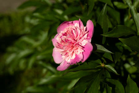 Flowers in the garden. Beautiful flowers on the street. Plants in the summer.の写真素材