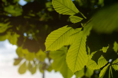 Green leaves in sunlight. Plant on the lumen. Natural background evening light on chestnut leaves. Chestnut tree.の写真素材