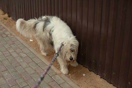 A dog on a leash pees on the fence. Dog on a walk in the urban area. Walking a shaggy terrier.の写真素材
