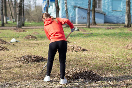 Cleaning of leaves with a rake. Cleaning the area from fallen leaves. Putting order in the yard.の写真素材