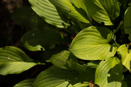 Plant in summer. Natural background garden plant. Leaves and stems of a perennial bush. The beauty of nature.の写真素材