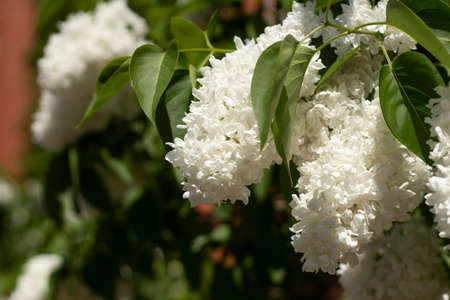 White lilac. Bushes bloom in spring. Flowering plant. Beautiful background fresh garden plants.の写真素材