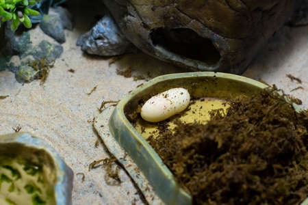 Reptile egg in the terrarium. The gecko laid an egg. Lizard laying eggs. Home reptile dwelling.の写真素材