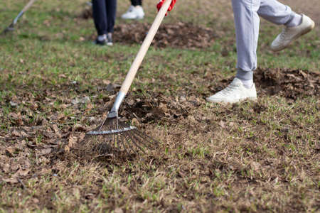 Cleaning of leaves with a rake. Cleaning the area from fallen leaves. Putting order in the yard.の写真素材