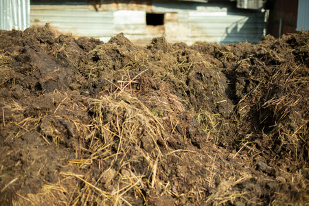 Manure on the farm. Fertilizers for the garden. Cow dung lies in a big pile.