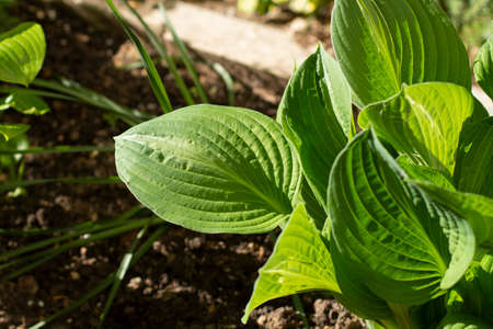Garden plant. Green juicy leaves. Fresh leaves of the plant planted in the ground. Summer in the garden.の写真素材