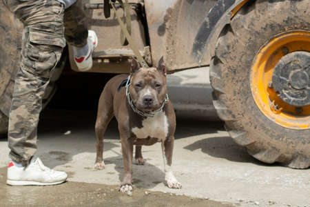 Fighting dog on a leash. Dangerous pet. A dog with a master. Dangerous beast without muzzle. The Bull Terrier is watching.の写真素材