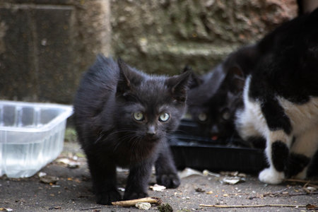 Kittens are playing outside. Cute homeless kittens. Little animals. Playing with animals.の写真素材