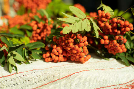 Rowan on a tablecloth. Ripe berry in autumn. Rowan branches lie on the table.の写真素材