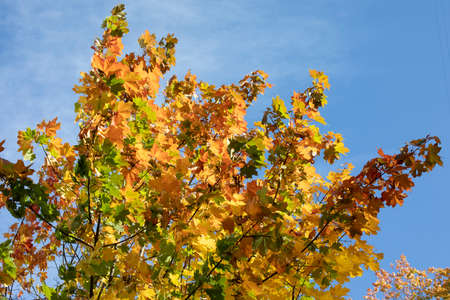 Maple leaves in autumn. Yellow leaves against the sky. Autumn background.の写真素材