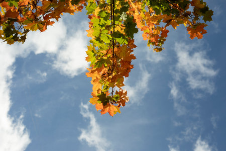 Maple leaves in autumn. Yellow leaves against the sky. Autumn background.の写真素材